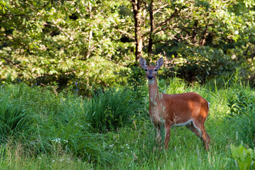 015-deer-wdsm-29jun10-12x08-007-300-5810