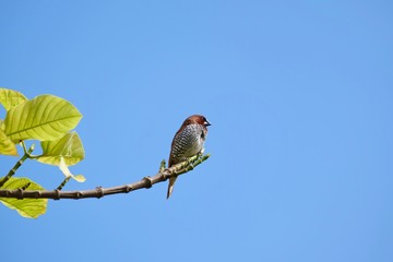 scaly spotted munia