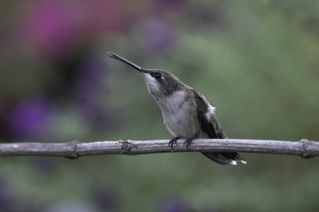 Obraz premium Voicing an Opinion