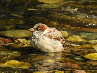 sparrow bird rocky stream wet birdie bath