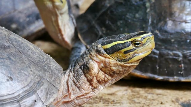 Close up face of turtle moving and focus on camera 
