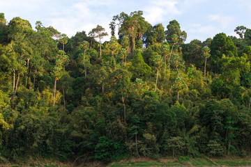 Fototapeta na wymiar Tropical rain forest hill landscape