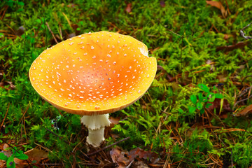 Amanita muscaria, mushroom in the forest in autumn