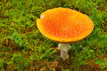 Amanita muscaria, mushroom in the forest in autumn