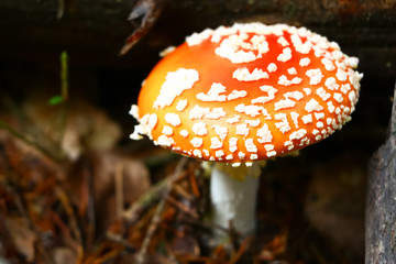 Amanita muscaria, mushroom in the forest in autumn