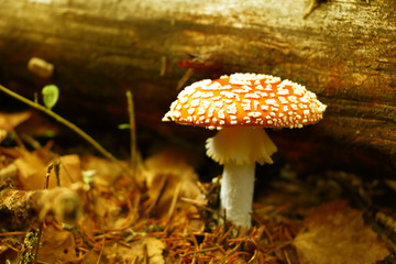 Amanita muscaria, mushroom in the forest in autumn