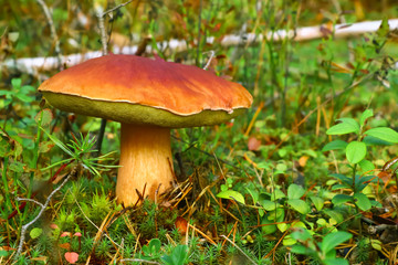 Boletus, mushroom in the forest in autumn