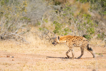 Hyena is walking through the savannah at Kruger Nationalpark, South Africa
