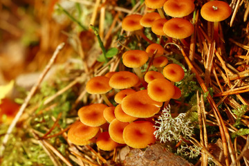 red toadstools, mushrooms in the forest in autumn