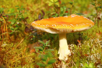 Amanita muscaria, mushroom in the forest in autumn