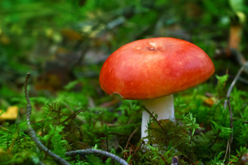Russula, mushroom in the forest in autumn