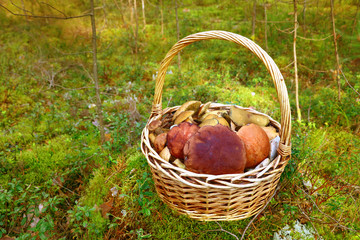 basket of mushrooms on the background forest