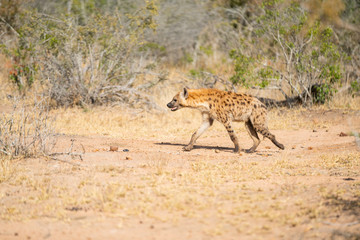 Hyena is running to a cadaver at Kruger Nationalpark, South Africa