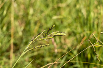 herbe verte 