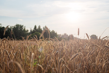 Landscape from a low angle at sunset in a wheat field with gold spikelets
