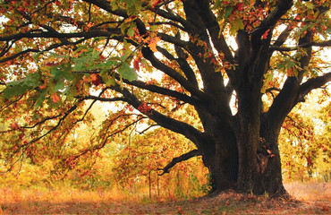 big old oak tree with green. yellow and orange leavs on it`s crowns, on a sunny autumn day