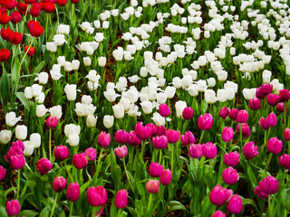The white and purple tulip garden