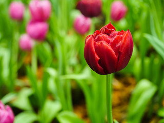 The red tulip in the garden