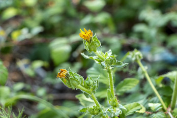fleur jaune en bourgeon 