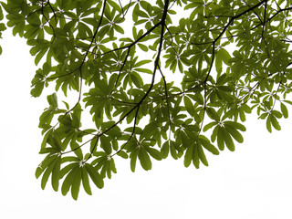 beautiful green leaves on white background with clipping path , copy space