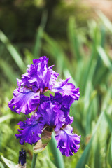 Iris violet
