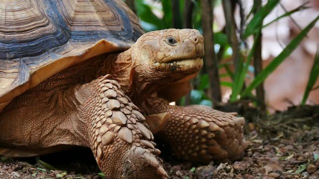 Close up face of turtle moving and focus on camera 