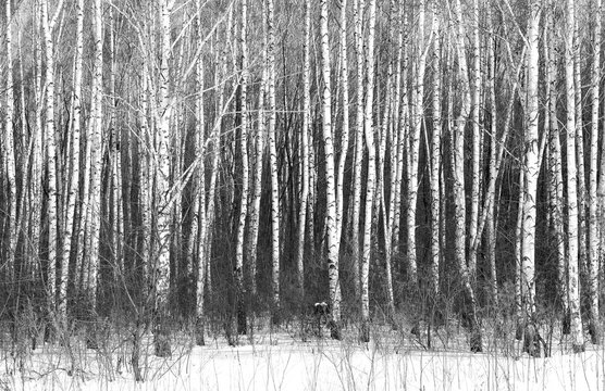 Fototapeta Black and white photo of black and white birches in birch grove with birch bark between other birches in winter on snow