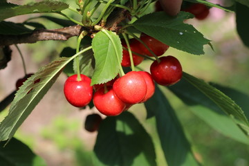 Domestic cerry is a healthy and tasty food throughout the summer