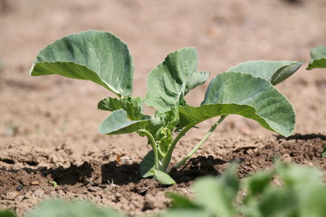 Home-made vegetable planting for healthy nutrition