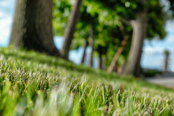 Obraz na płótnie Canvas Close up of the blades of grass receding into the blurred background.