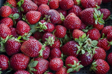 Heap of many ripe strawberry fruits, can be used as a background, Sofia, Bulgaria   