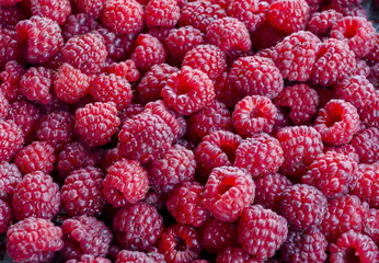 Heap of many ripe raspberry fruits, can be used as a background, Sofia, Bulgaria 