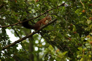 A Red Squirrel stand on a chestnut tree and eat fruit, Sofia, Bulgaria  