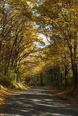 Fototapeta premium autumn road at forest