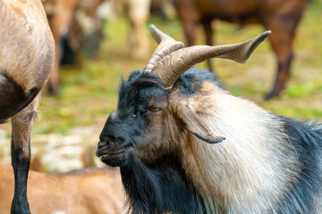 Fototapeta premium goat