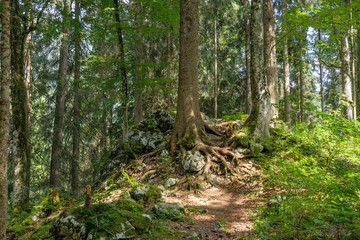 Bäume auf Felsen in Alpen