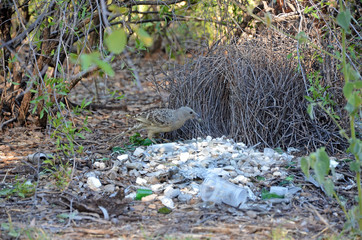 Australian Great Bowerbird, Chlamydera nuchalis, decorating a bower in the Boodjamulla National Park, north west Queensland. Makes an avenue style bower. 