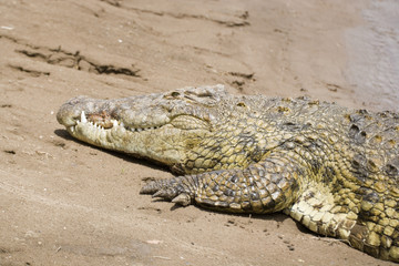 Crocodile