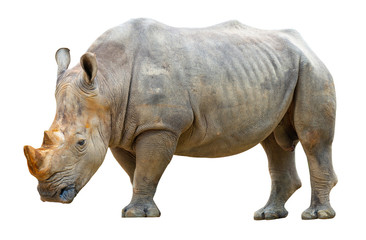 Obraz premium rhinoceros