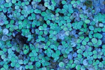 Top view of duckweed in the pond