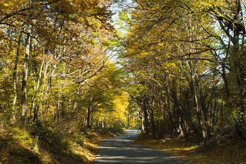 Obraz premium autumn road at forest