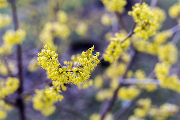 Blooming yellow dogwood