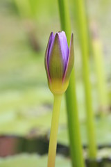 Beautiful purple lotus flower in the pond