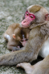 母猿に甘える子猿、岡山県北の神庭の滝近くにてアップでとらえた