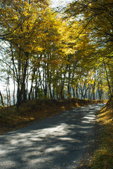Fototapeta na wymiar autumn road at forest