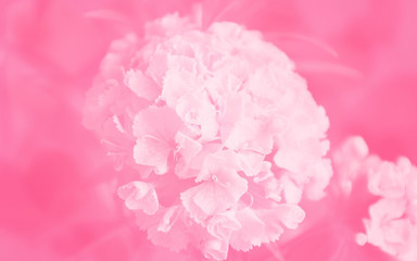 background, backdrop, pink, flower, nature, floral, rose, peony, isolated, white, blossom, flora, beauty, plant, petal, flowers, spring, bloom, abstract, carnation, beautiful, petals, macro, texture