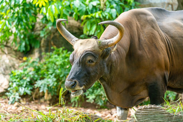 Brown bull