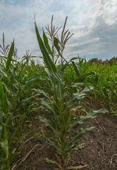 Green corn. Field of corn in the south of Russia. Green fields. Corns of corn.