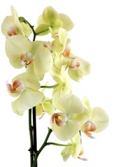 Fototapeta na wymiar orchid,phalaenopsis osolated close up