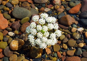 Decorative flowers on the beach, on colored stones. Shore. The beach on the ocean. White flowers grow on stones in the water.